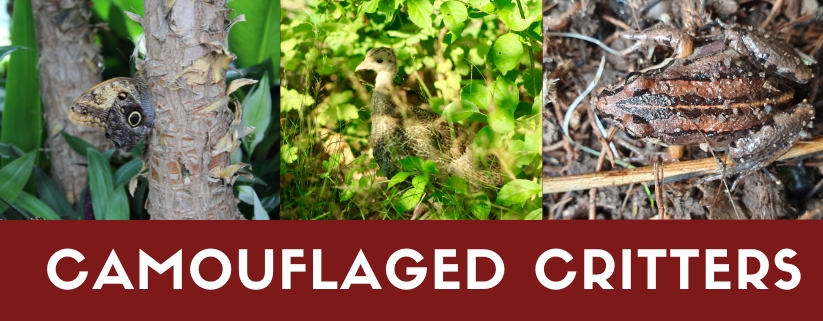 Nature Exploration Story Time - Camouflaged Critters